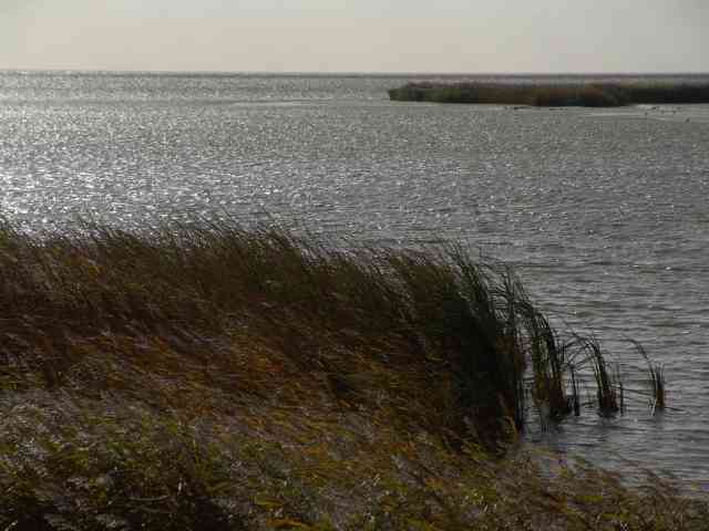 Impressies bij vogelkijkhut langs Friese kust bij Mirns (Gaasterland)